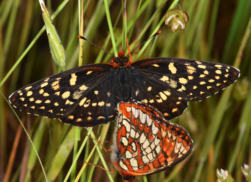 Northern Checkerspot