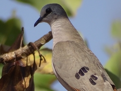 Turtur abyssinicus