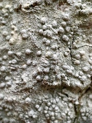 Pertusaria paratuberculifera