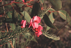 Gompholobium villosum