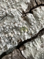 Pertusaria paratuberculifera
