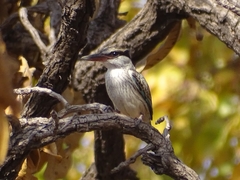 Halcyon chelicuti chelicuti