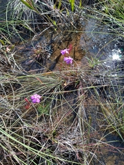 Mandevilla myriophylla