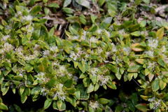 Guilleminea