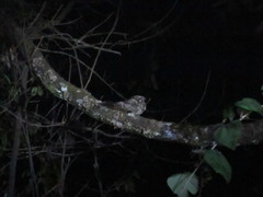 Antrostomus arizonae