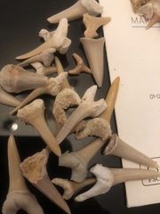 Lamniformes