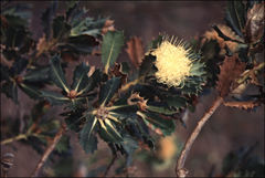Banksia obovata