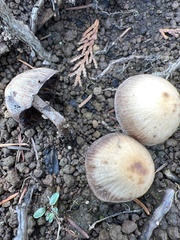 Psathyrella obtusata