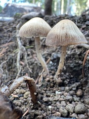 Psathyrella obtusata