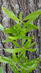 Quercus phellos