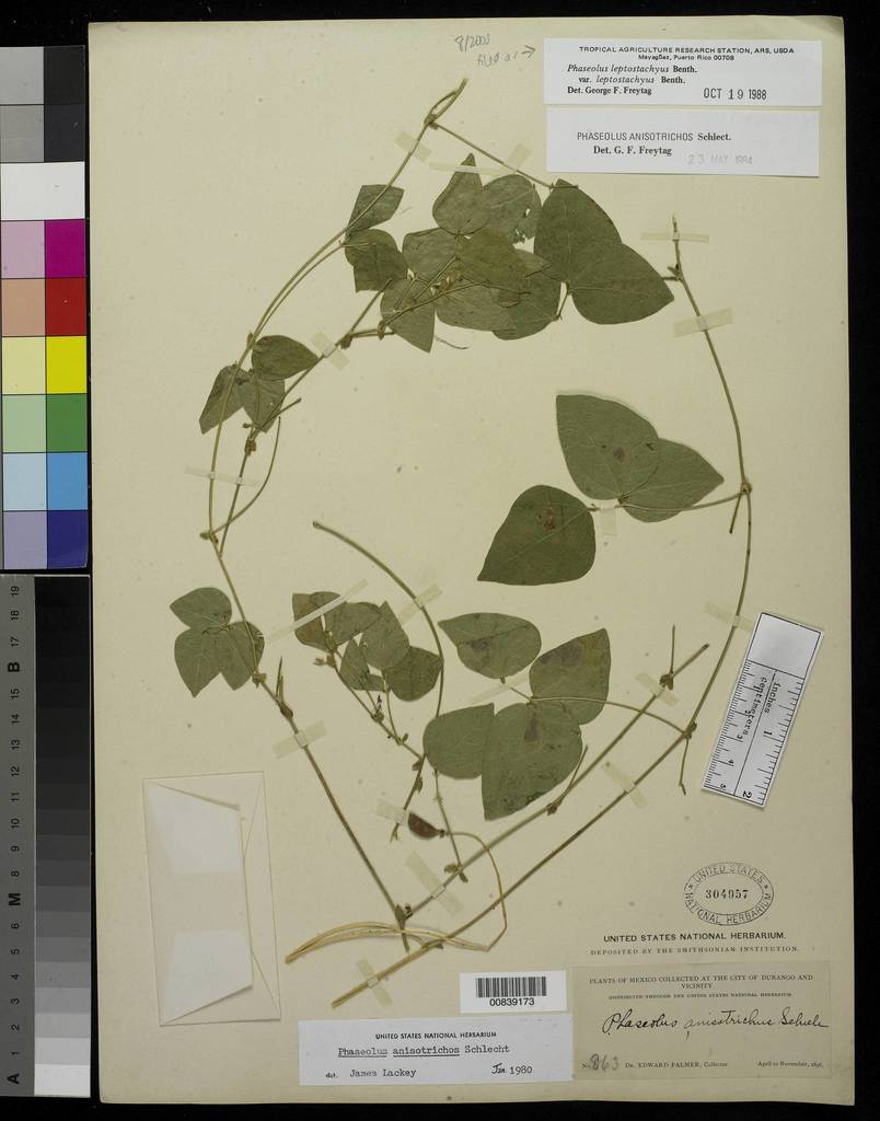 Phaseolus anisotrichos