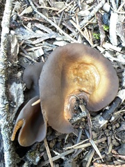 Plicaria