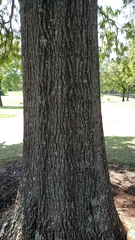 Quercus phellos