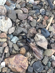 Camponotus laevissimus