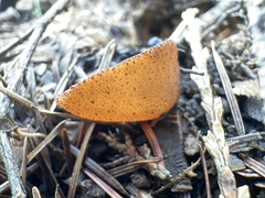 Plicaria
