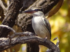 Halcyon chelicuti chelicuti