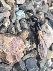 Camponotus laevissimus