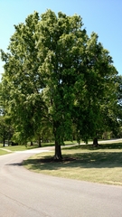 Quercus phellos