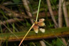 Cyperus sellowianus