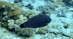 Pseudodax moluccanus