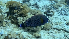 Pseudodax moluccanus