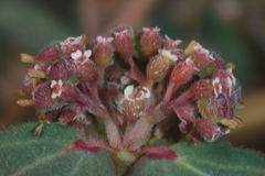 Euphorbia berteroana