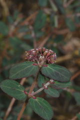 Euphorbia berteroana