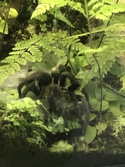 Grammostola pulchra