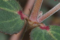 Euphorbia berteroana