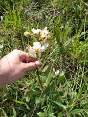 Kielmeyera variabilis