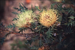 Banksia armata