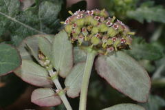 Euphorbia berteroana