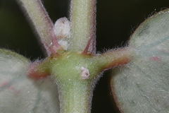 Euphorbia berteroana