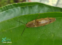 Conoderus fuscofasciatus