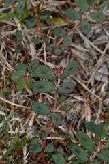 Euphorbia berteroana