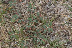 Euphorbia berteroana