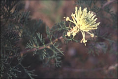 Petrophile divaricata