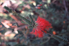 Melaleuca transversa
