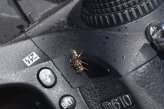 Sericophorus