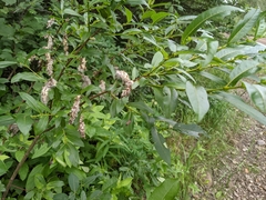 Salix pseudomyrsinites