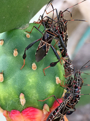 Leptoglossus lineosus
