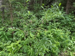 Salix pseudomyrsinites