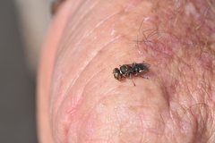 Sericophorus