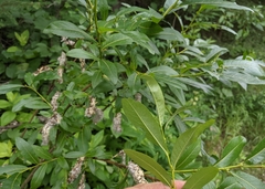 Salix pseudomyrsinites