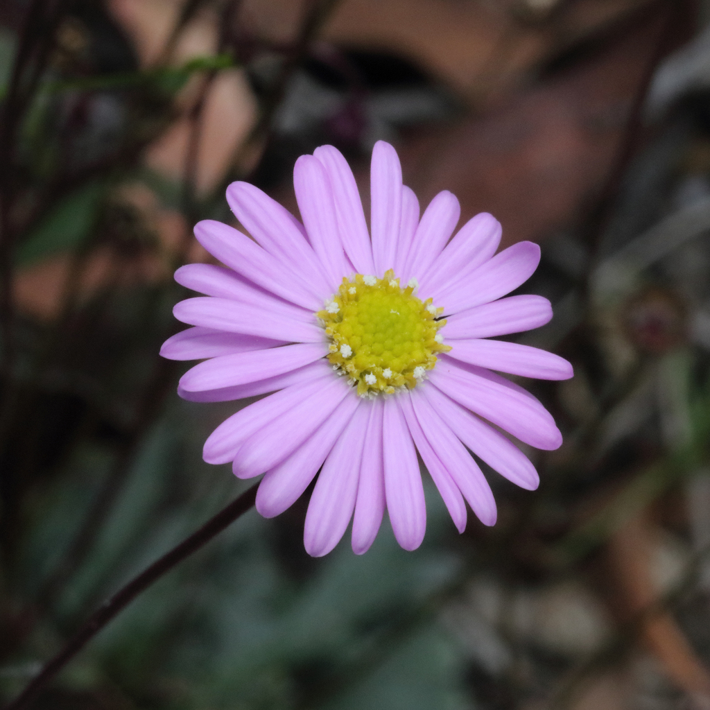 Brachyscome procumbens