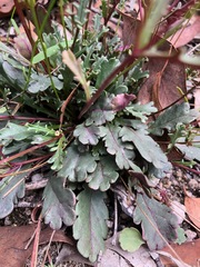 Brachyscome procumbens