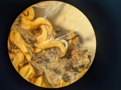 Salix pseudomyrsinites