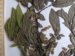 Salix pseudomyrsinites