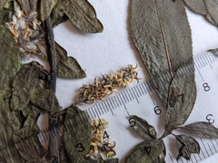 Salix pseudomyrsinites