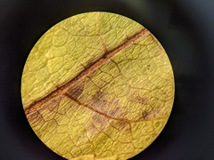 Salix pseudomyrsinites